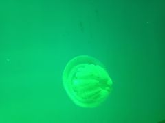 -福州罗源湾海洋世界旅游区