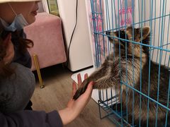 -浣熊柯尔鸭土拨鼠·电玩咖