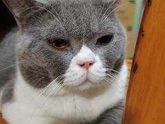-MOCHA明星猫咖(田子坊店)