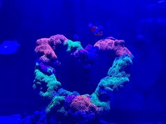 -海合安武汉极地海洋公园