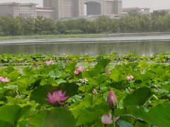 -莲花池公园