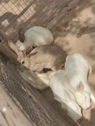 -上美四季动物农场