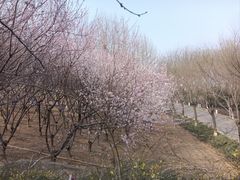 -河北省园博园