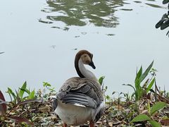 -海珠湖公园