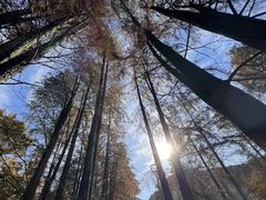 -四明山国家森林公园