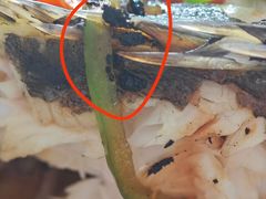 -爱月宝月嫂育儿嫂(太原店)