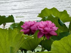 -澹台湖公园
