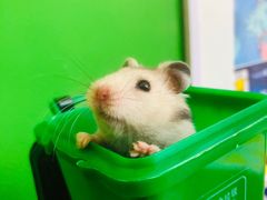 -瑞派·关忠动物医院·异宠专科·犬猫肿瘤·皮肤专科(望京店)