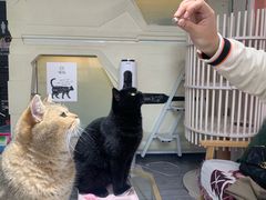 -喵屿·大理花园猫咖