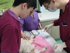 -北京观赏动物医院·24小时大型综合·猫专科·异宠专科