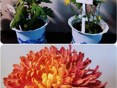 -杭州植物园