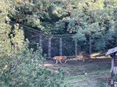 -石家庄市动物园