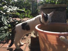 -海边的猫和咖啡馆