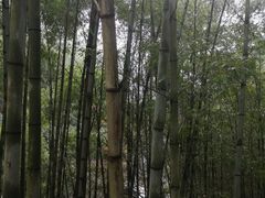 -四明山国家森林公园