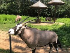 -大连森林动物园