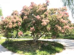 -济南国际园博园