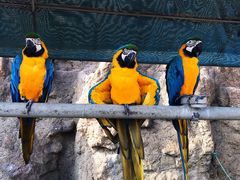 -西霞口神雕山野生动物世界