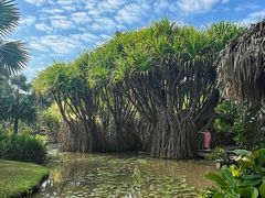 -中国科学院西双版纳热带植物园