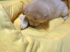 -逗柴咖啡屋·狗咖猫咖宠物桌游