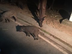 -清迈夜间动物园