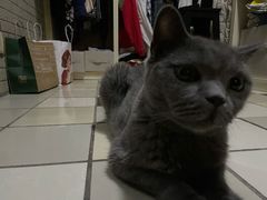 -关爱宠物医院·猫科中心·消化科(滨湖万达分院)