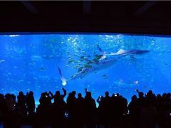 -烟台海昌鲸鲨海洋公园