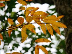 -胖大姐黄辣丁鱼庄(新津店)