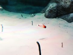 -暹罗海洋世界