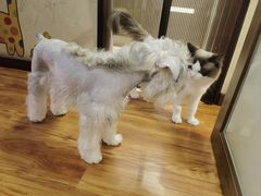 -达爱动物医院·犬猫分区·CT·复杂眼科(远洋山水分院)