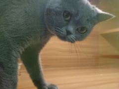 -猫十亿·布偶金渐层·曼基康矮脚猫舍(青年路店)