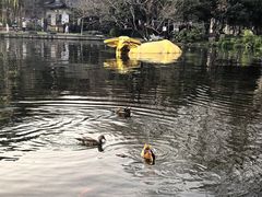 -西湖游船