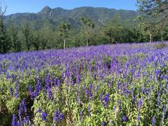 -紫海香堤香草艺术庄园