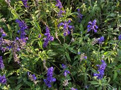 -静之湖湖畔餐厅