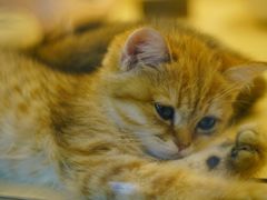 -momokira米努特·德文卷毛猫·棉花面纱犬