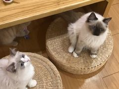 -猫にゃん · 猫的隐藏屋猫咖(麦地旗舰店)