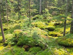 -汤旺河林海奇石景区