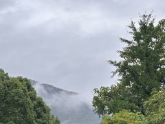 -天目山大树王景区