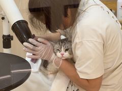 -momokira米努特·德文卷毛猫·棉花面纱犬