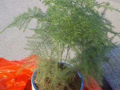 -三圣花乡旅游区