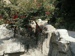 树-狼牙山风景区