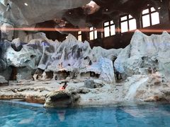 -帝企鹅自助餐厅•儿童岛•真企鹅(长隆企鹅酒店)