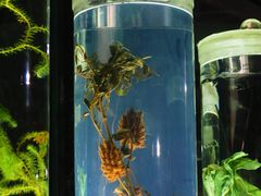-广东中医药博物馆