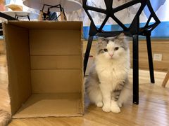 -滚猫咖啡·猫咖·猫友好撸猫(未来城店)