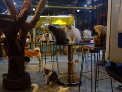 -more than meow吴止猫主题餐厅(承德 中船汇店)