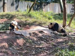-中国大熊猫保护研究中心雅安碧峰峡基地