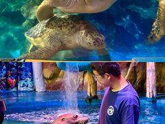 -烟台海昌鲸鲨海洋公园