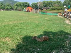 -苏州太湖西山岛开心农场