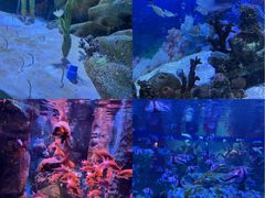 -海合安成都极地海洋公园
