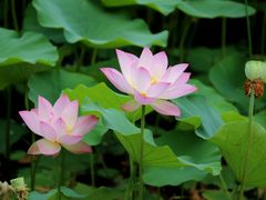 -莲花池公园