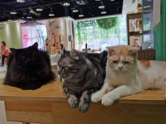 -藏猫猫咖啡主题馆(中央大道店)